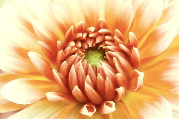 Flower blooming as student participates in nature study