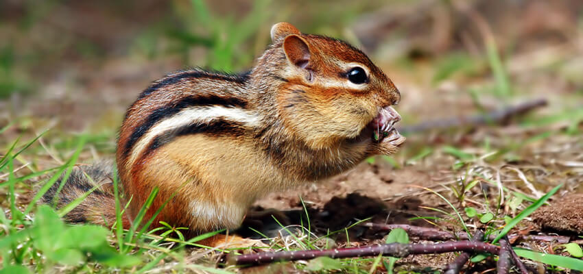 Chipmunk outside eating during the Fall season